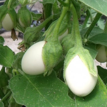 plant bio Aubergine Blanche ronde à œufs