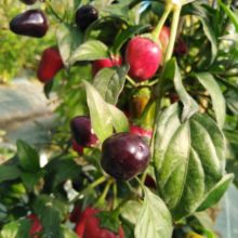 plan bio bretagne 22 dinan evran Piment Purple