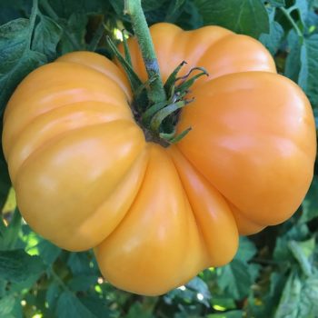 plan bio bretagne 22 dinan evran Tomate Amana Orange