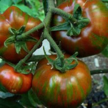 plan bio bretagne 22 dinan evran Tomate Black Zebra