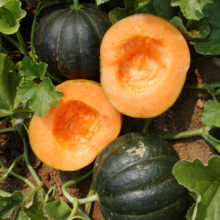 plan bio bretagne 22 dinan evran melon Melon Noir des Carmes