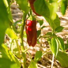 plan bio bretagne 22 dinan evran piment de la bresse
