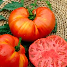 plan bio bretagne 22 dinan evran tomate beefsteak