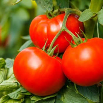 plan bio bretagne 22 dinan evran Tomate Joie de la Table