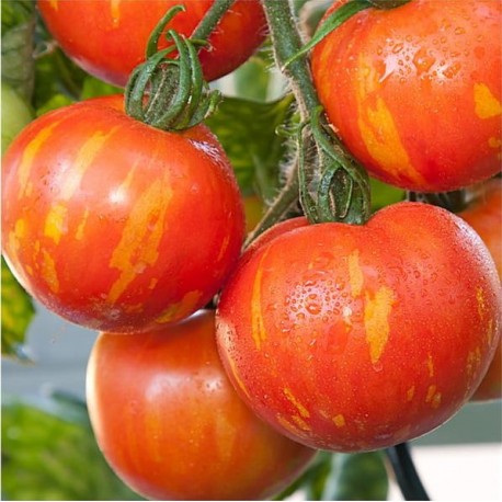 plan bio bretagne 22 dinan evran Tomate Red Zebra