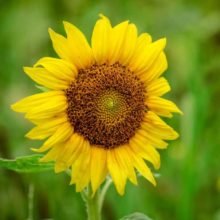 plan bio bretagne 22 dinan evran fleur Tournesol Irish Eyes