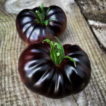 plan bio bretagne 22 dinan evran tomate black beauty