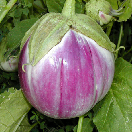 plan bio bretagne 22 dinan evran aubergine rotonda bianca