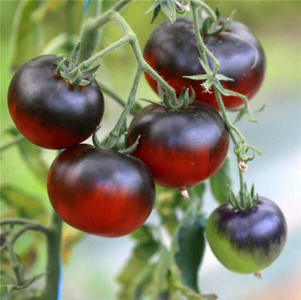 plan bio bretagne 22 dinan evran tomate cerise Osu Blue