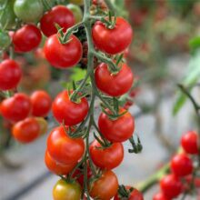 plan bio bretagne 22 dinan evran tomate cerise rouge miel du mexique