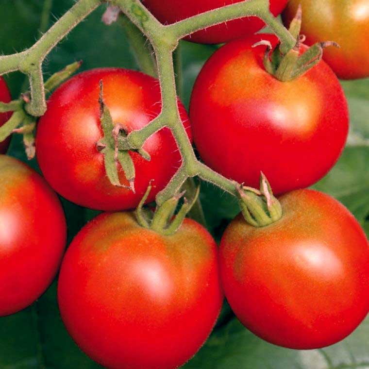 plan bio bretagne 22 dinan evran tomate precoce quimper